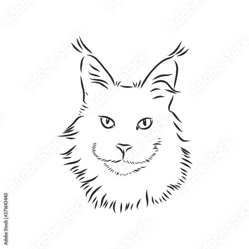 Maine coon cat portrait. Hand drawn vector illustration. Can be used separately from your design.