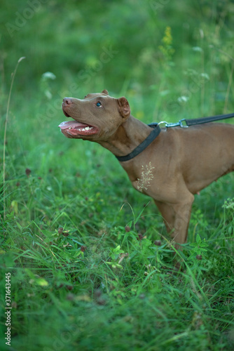 Portrait of a formidable pit bull terrier in the green grass. Close-up photographed.