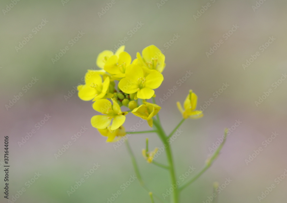 菜の花のクローズアップ