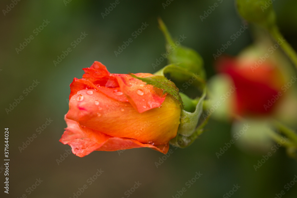 Dew drops close up petals on beautiful bi colored rose Dew drops close up petals on beautiful bi colored rose
