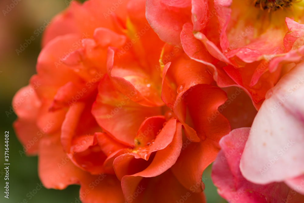 Dew drops close up petals on beautiful bi colored rose 