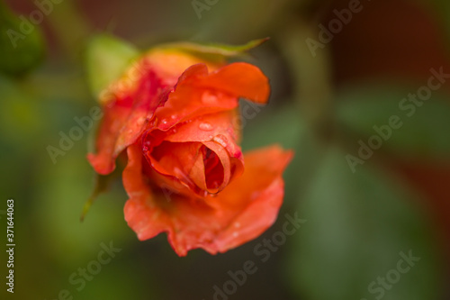 Dew drops close up petals on beautiful bi colored rose 
