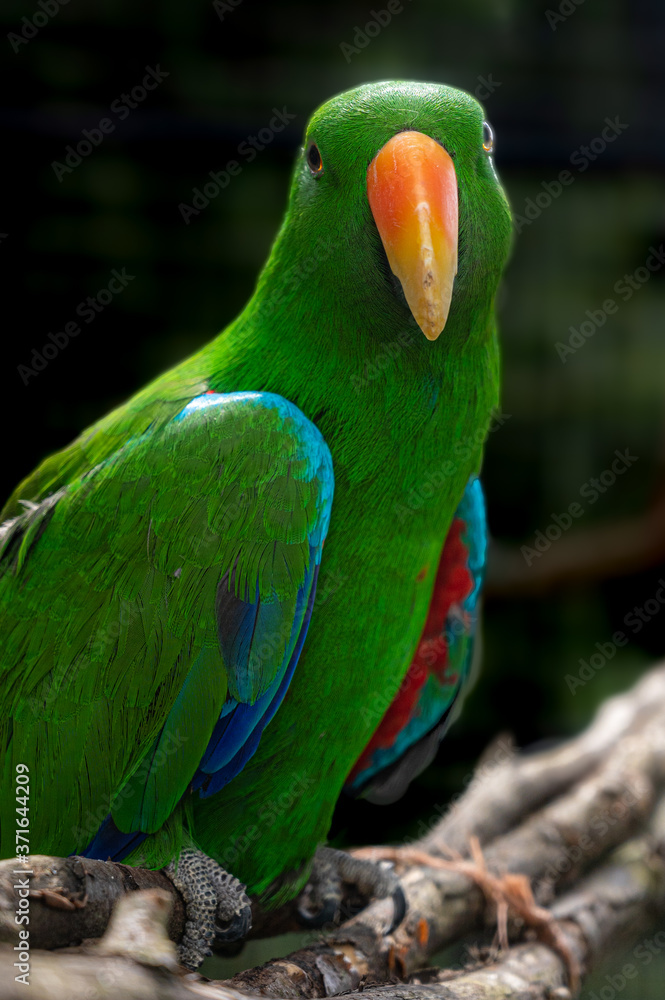 Vibrant green eclectus parrot, eclectus roratus Vibrant green eclectus parrot, eclectus roratus