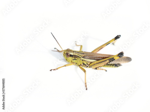 The large swamp grasshopper  Stethophyma grossum isolated on white background © hhelene