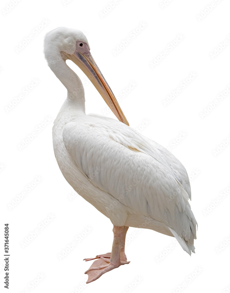 portrait of a beautiful Pelican portrait of a beautiful Pelican