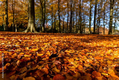 Autumn Colours