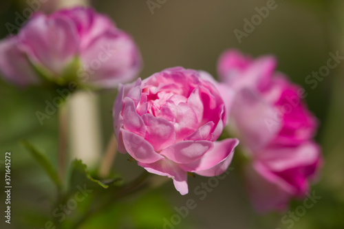 Close up of the small pink roses on a branch 