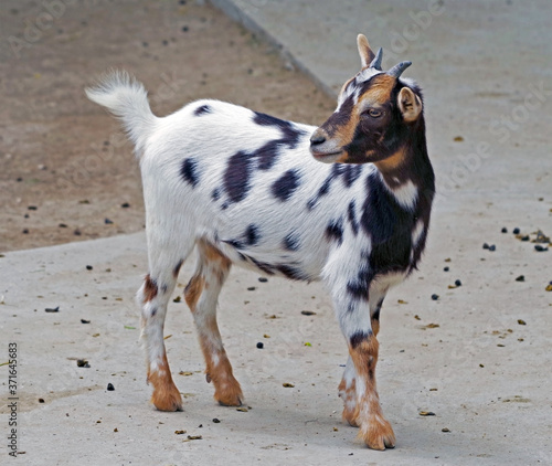 the Portrait of young goat