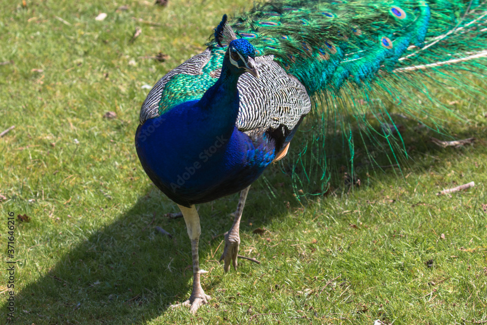 Fototapeta premium Adult Male Peacock in the grass