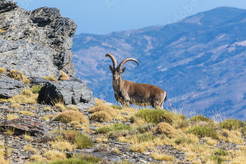 Foto Male mountain goat in the peaks of Sierra Nevada, Granada.