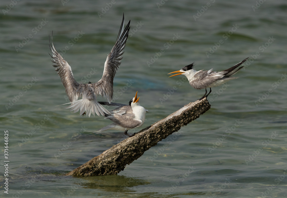 Greater Crested Terns trying to occupy space on a wooden log at Busaiteen coast, Bahrain Greater Crested Terns trying to occupy space on a wooden log at Busaiteen coast, Bahrain