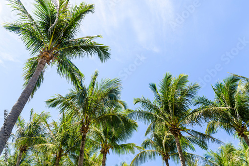 sunny coconut trees with the blue sky cloud background