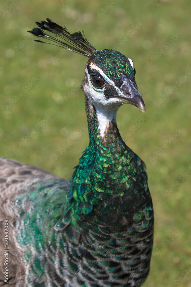 Adult Female Peafowl (latin name Pavo cristatus) aka Peahen in the grass Adult Female Peafowl (latin name Pavo cristatus) aka Peahen in the grass