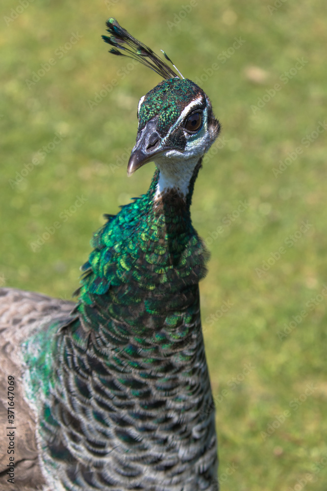 Adult Female Peafowl (latin name Pavo cristatus) aka Peahen in the grass Adult Female Peafowl (latin name Pavo cristatus) aka Peahen in the grass