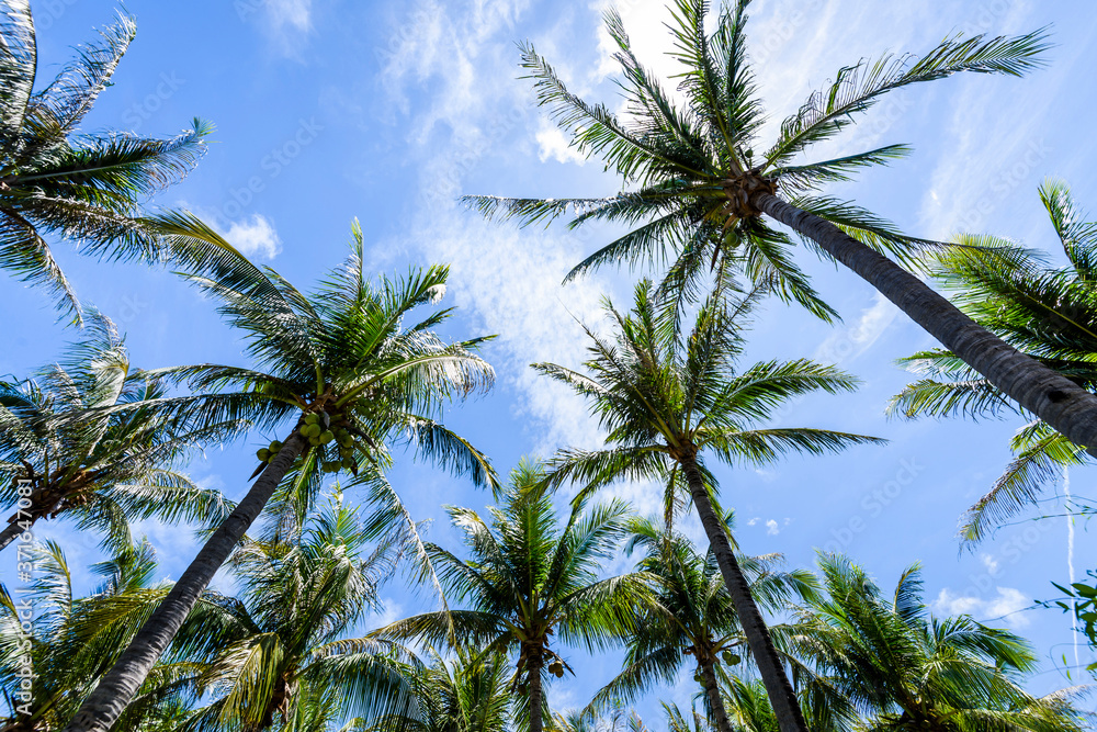 Fototapeta premium sunny coconut trees with the blue sky cloud background