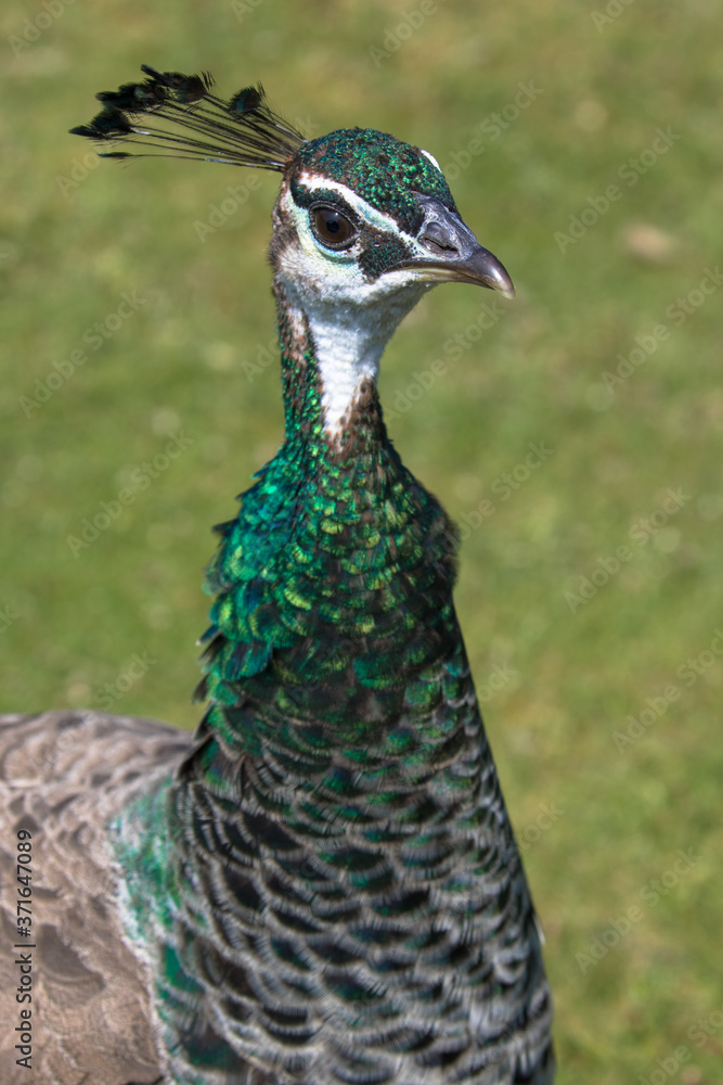 Adult Female Peafowl (latin name Pavo cristatus) aka Peahen in the grass Adult Female Peafowl (latin name Pavo cristatus) aka Peahen in the grass