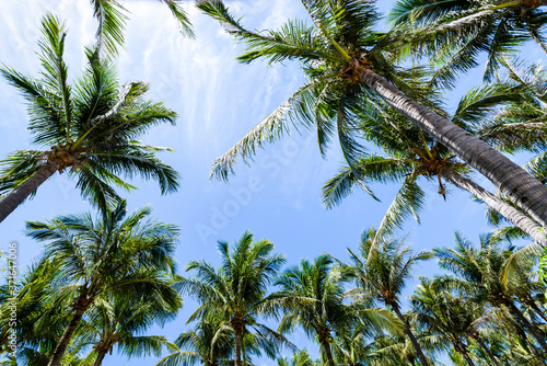 sunny coconut trees with the blue sky cloud background