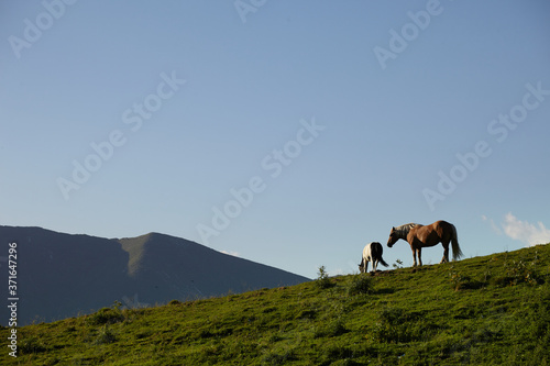 Horses on the mountain