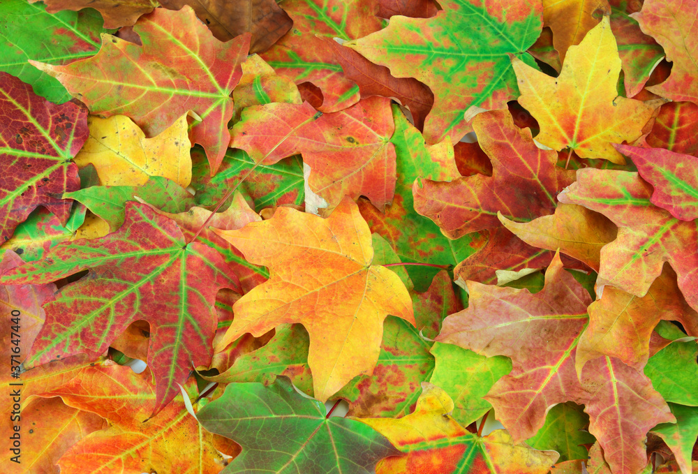 colorful autumn maple leaves as nature background
