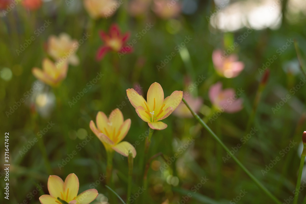 Zephyranthes grandiflora beautiful on the garden. Rainlilly Zephyranthes grandiflora beautiful on the garden. Rainlilly