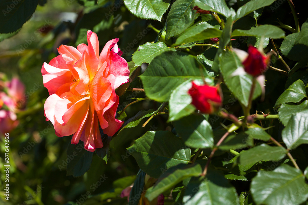 Obraz premium Beautiful roses bush in garden at summer day