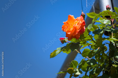 Beautiful roses bush in garden at summer day
