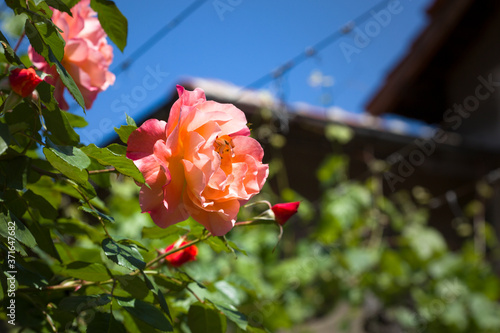Beautiful roses bush in garden at summer day