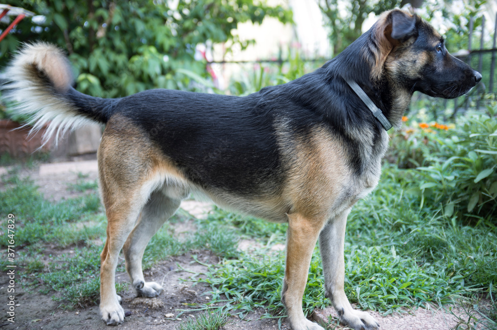 half-breed dog, looks right in front half-breed dog, looks right in front