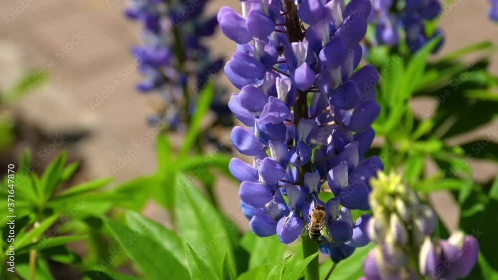 Bee on blue lupine flower Bee on blue lupine flower