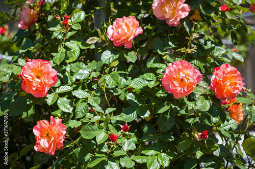 Beautiful roses bush in garden at summer day