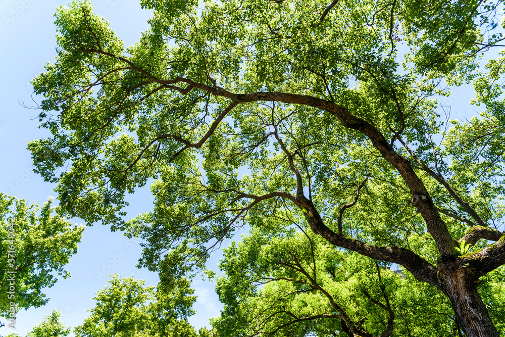 Fototapeta premium low angle view of green trees with the blue sky background