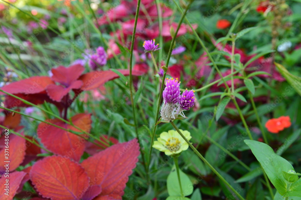belles fleurs de mon jardin
