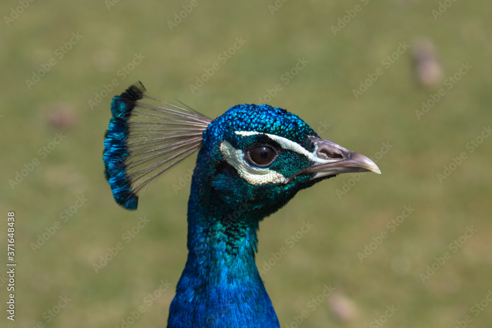 Adult Male Peacock in the grass Adult Male Peacock in the grass