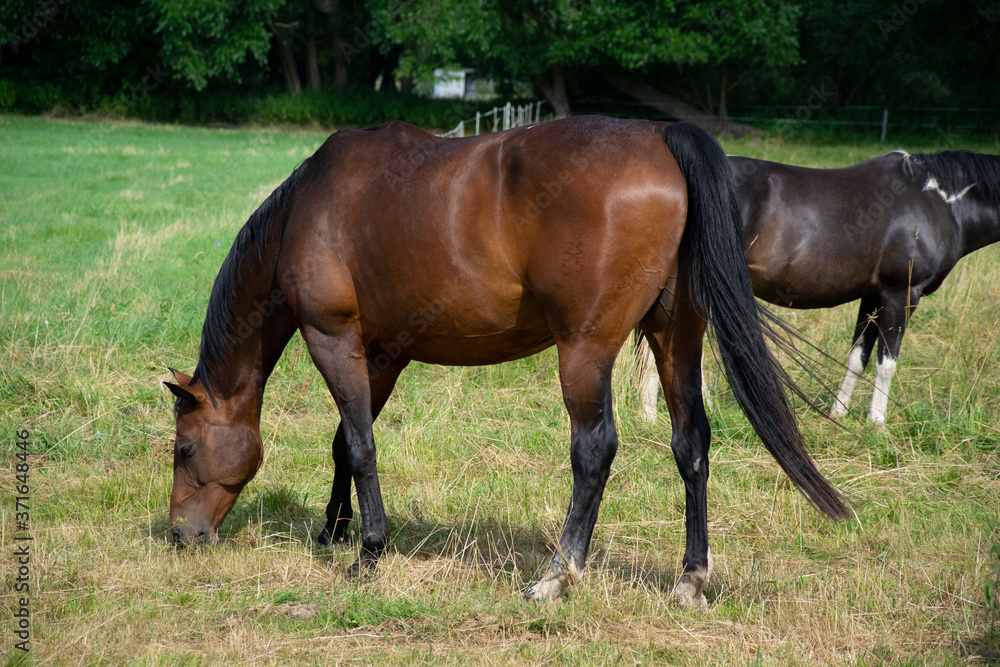 two horses grazing in a field two horses grazing in a field