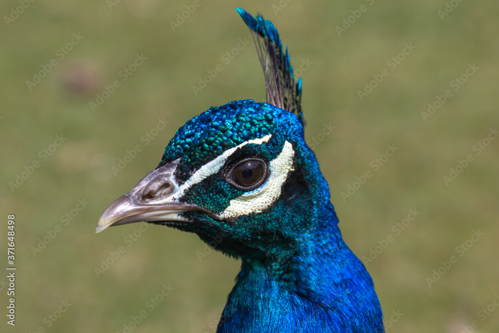 Adult Male Peacock in the grass Adult Male Peacock in the grass