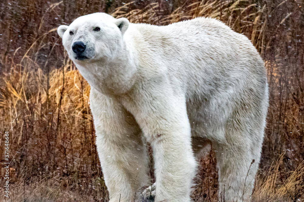 Male polar bear (Ursus maritimus) photographed at Nanuk Lodge, Hudson Bay, Canada Male polar bear (Ursus maritimus) photographed at Nanuk Lodge, Hudson Bay, Canada