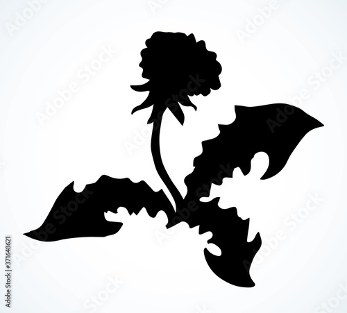 Blooming dandelion. Vector drawing icon