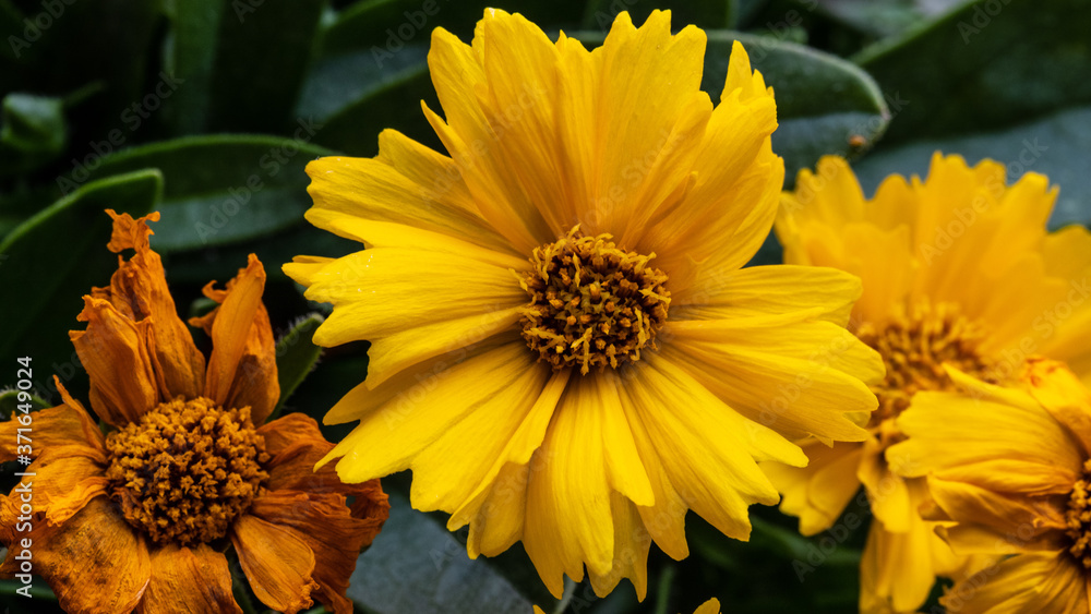 Obraz premium Mädchenauge