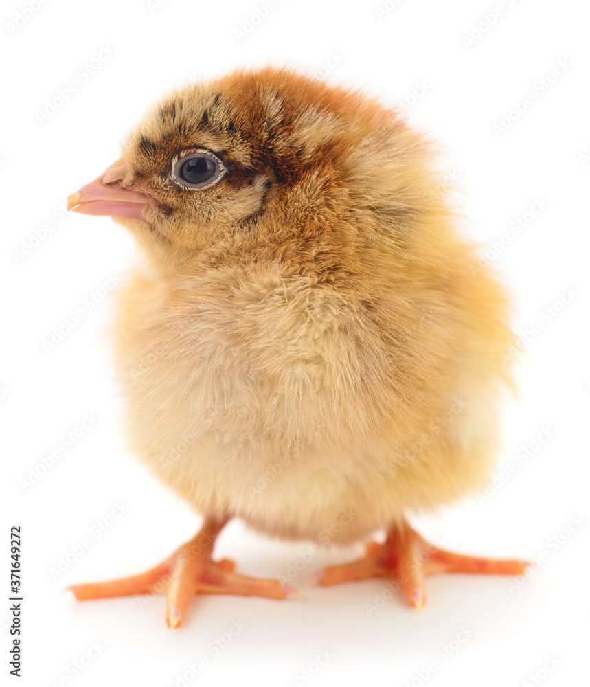 Fototapeta premium Small brown chicken