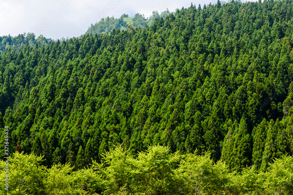 Green tree forest background, fir and pine trees in the mountains of Nantou, Taiwan
