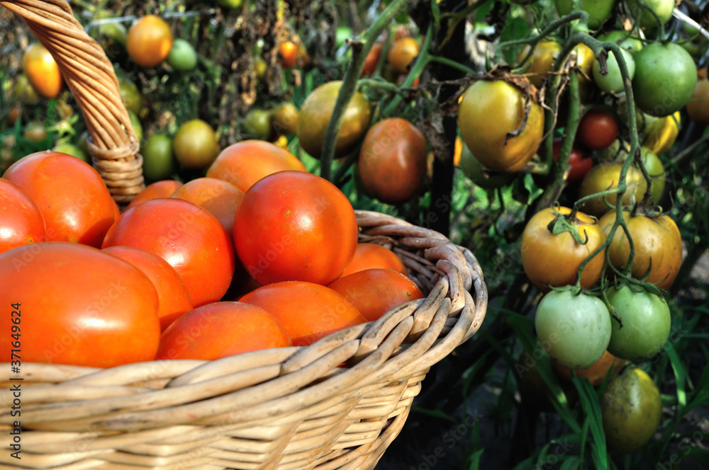 freshly harvested organic ripe tomatoes in the basket among ripening tomatoes field freshly harvested organic ripe tomatoes in the basket among ripening tomatoes field