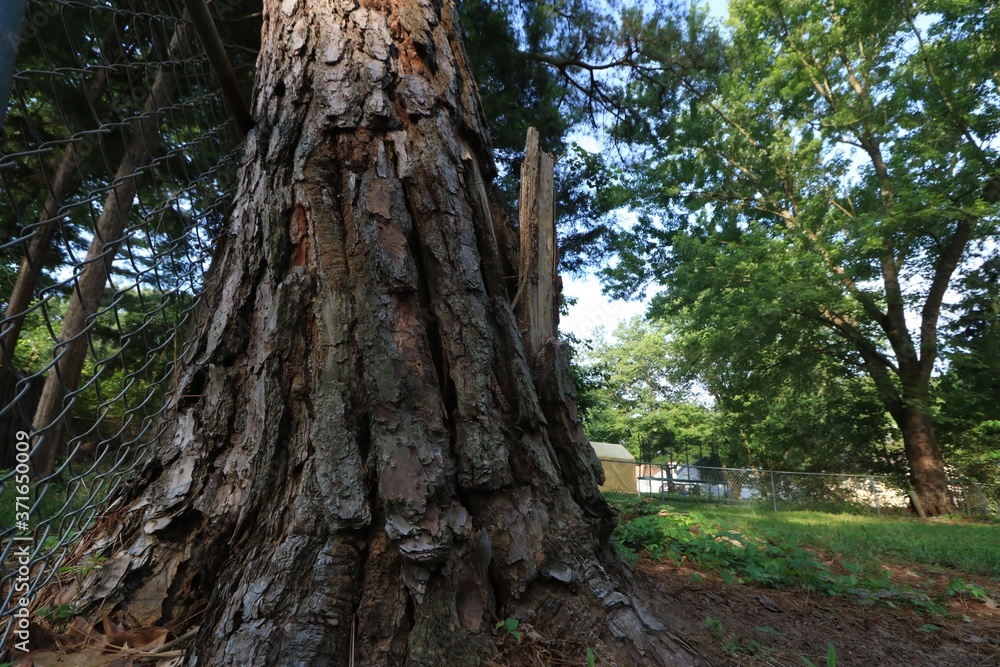 Broken tree trunk