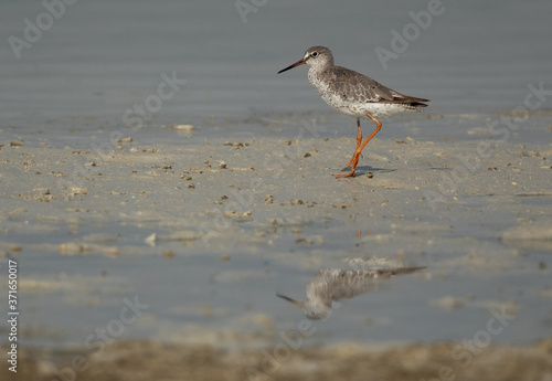 Redshank at Busiateen coast, Bahrain © Dr Ajay Kumar Singh