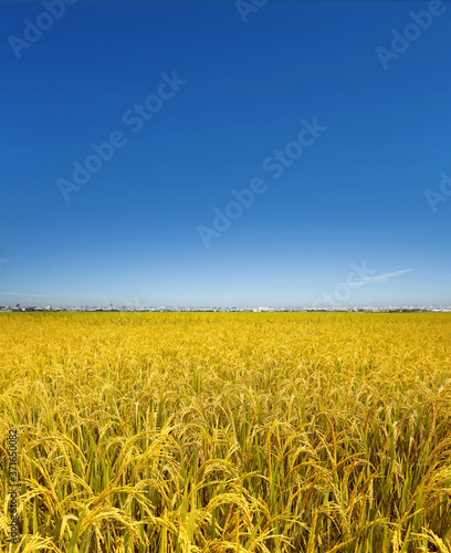 golden rice field and blue sky