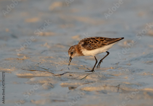 Little Stint feeding druing low tide at Busaiteen coast, Bahrain