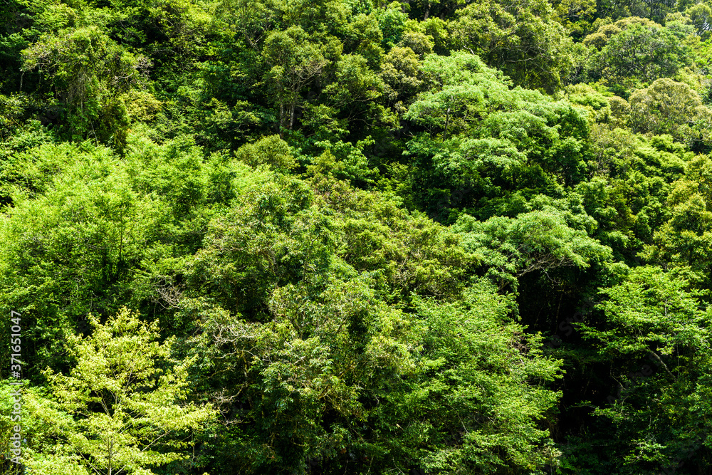 the beautiful green forest as a background the beautiful green forest as a background