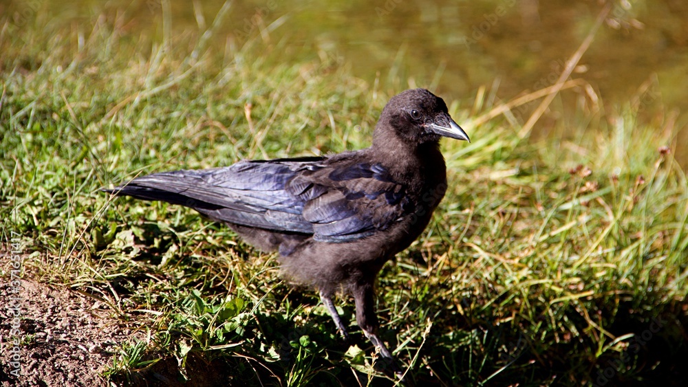 Obraz premium Photogenic Mountain Corvidae in Colorado