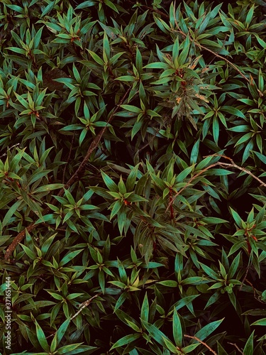 green moss background