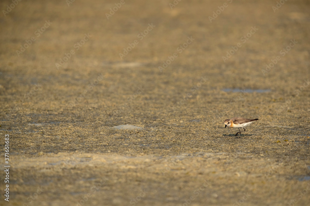 Greater sand plover in its habitat at Busaiteen coast of Bahrain Greater sand plover in its habitat at Busaiteen coast of Bahrain