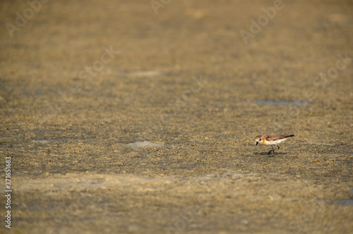 Greater sand plover in its habitat at Busaiteen coast of Bahrain